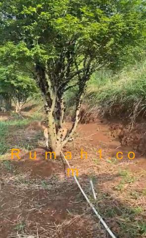 Foto Tanah dijual di Parung Kuda, Parung Kuda, Tanah Id: 8662