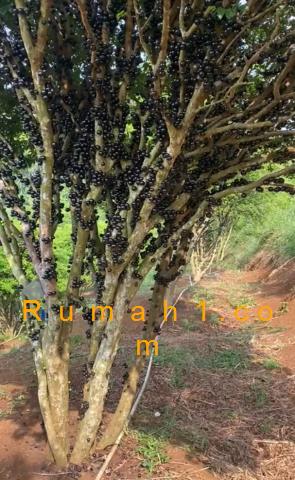 Foto Tanah dijual di Parung Kuda, Parung Kuda, Tanah Id: 8662