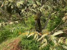 Image tanah dijual di Parung Kuda, Parung Kuda, Sukabumi, Properti Id 8662