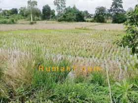 Image tanah dijual di Gudang Hirang, Sungai Tabuk, Banjar - Kalsel, Properti Id 8776